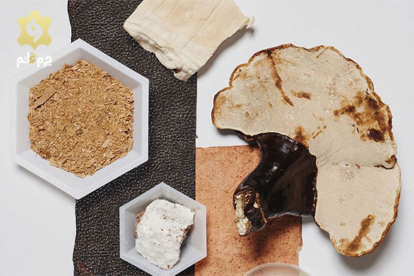 چرم-گیاهی-تولید-شده-از-قارچ